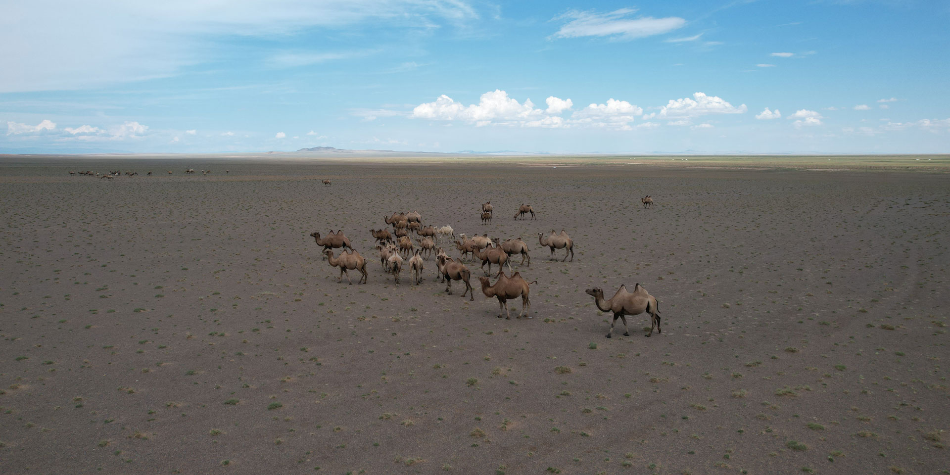 LANGYARNS Noble Nomads Chameaux en déplacement dans le désert